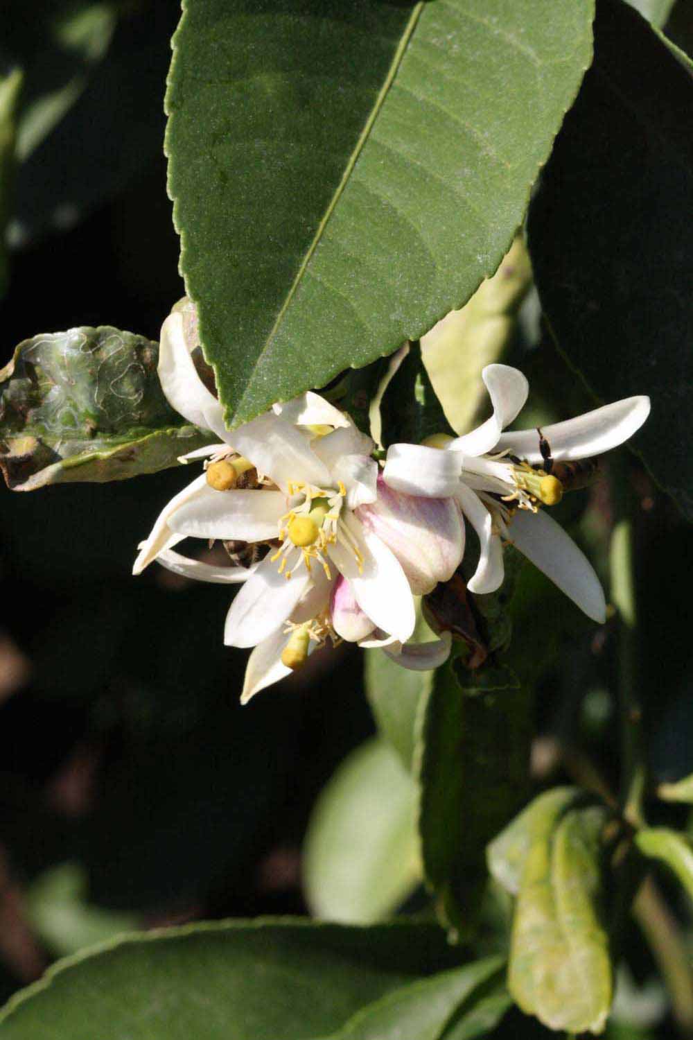              Flower (Riverside, CA)       